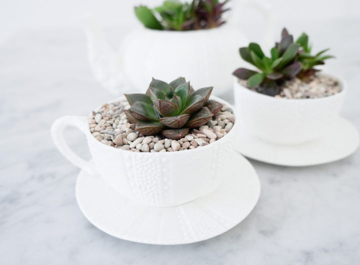 DIY teacup planters featuring small succulents surrounded by tiny pebbles in a white china tea cup on the Happily Brenda After blog by Brenda Mierish Martino