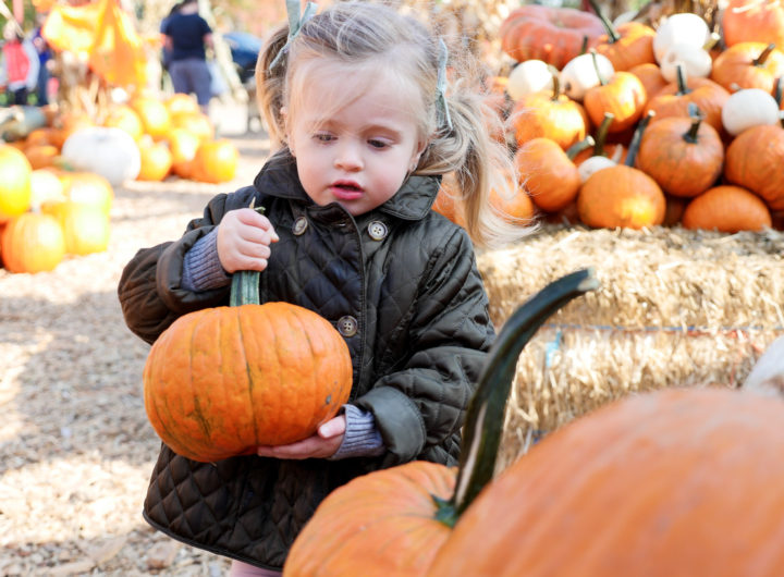 Marlowe Martino, wearing an olive green quilted pea coat and carrying a little pumpkin at silverman's pumpkin patch in connecticut